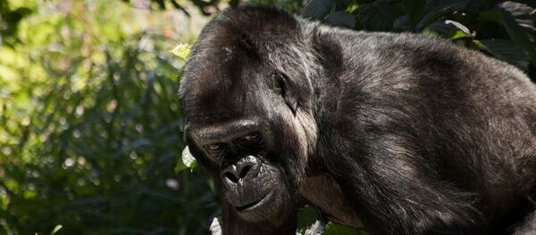 غوريلا تثير خوف المواطنين في السعودية - سبوتنيك عربي