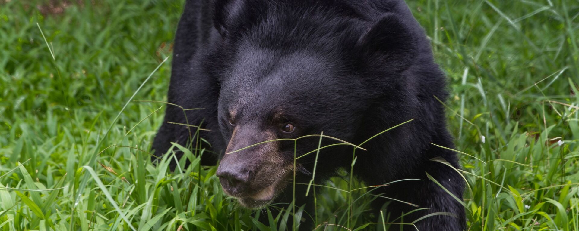 دب - سبوتنيك عربي, 1920, 20.07.2020