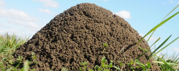 مملكة النمل مملكة النمل - سبوتنيك عربي