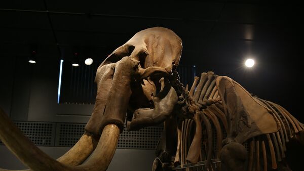 هيكل عظمي لفيل هيكل عظمي لفيل - سبوتنيك عربي