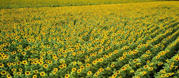 حقل عباد الشمس في كراسنودارسكي كراي حقل عباد الشمس في كراسنودارسكي كراي - سبوتنيك عربي