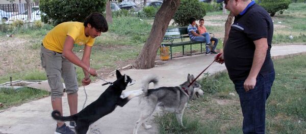 من الأرياف إلى حدائق دمشق… تربية الكلاب تنتشر في زمن الحرب من الأرياف إلى حدائق دمشق… تربية الكلاب تنتشر في زمن الحرب - سبوتنيك عربي
