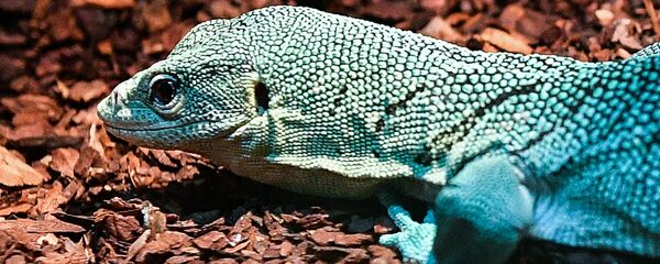 سحلية - سبوتنيك عربي