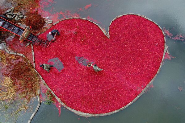 صورة بعنوان قلب من التوت البري، للمصور البيلاروسي سيرغي غابون، الحاصلة على المركز الأول في فئة التصوير كوكبي - سبوتنيك عربي