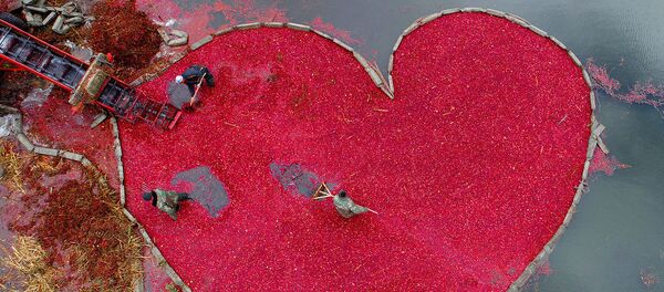 صورة بعنوان قلب من التوت البري، للمصور البيلاروسي سيرغي غابون، الحاصلة على المركز الأول في فئة التصوير كوكبي - سبوتنيك عربي