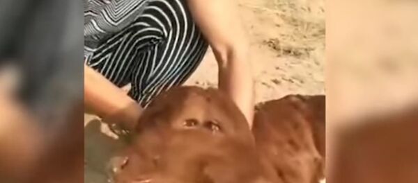 ولادة عجل برأسين - سبوتنيك عربي