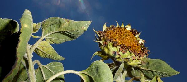 عباد الشمس جاف في برايدن ، ألمانيا 30 يوليو/ تموز 2018 - سبوتنيك عربي