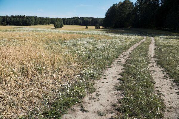 حقل القمح المتضرر في أوسترهانيج (Österhaninge) وسط السويد، 9 يوليو/ تموز 2018 - سبوتنيك عربي