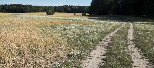 حقل القمح المتضرر في أوسترهانيج (Österhaninge) وسط السويد، 9 يوليو/ تموز 2018 - سبوتنيك عربي