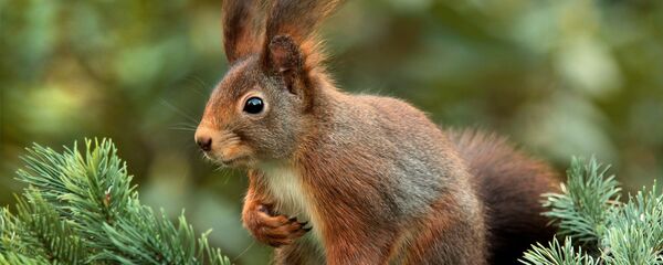 سنجاب - سبوتنيك عربي