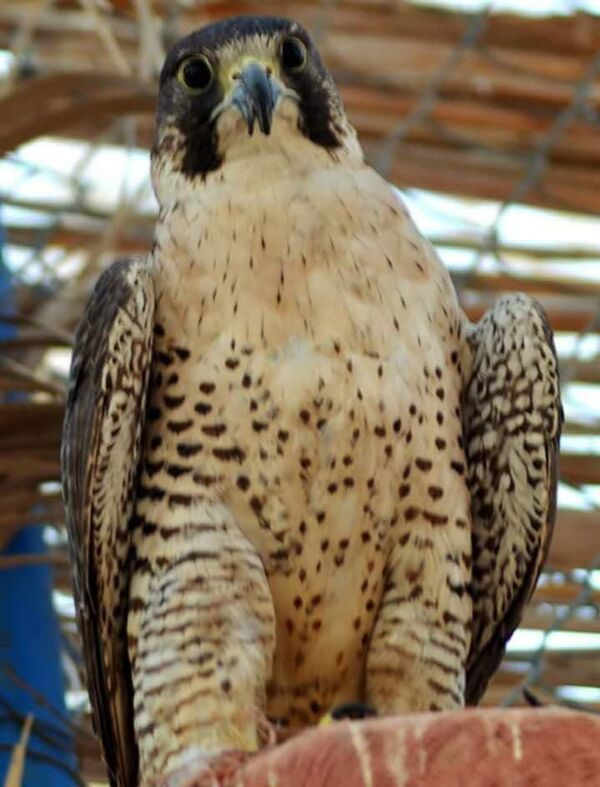 طيور جارحة في ليبيا طيور جارحة في ليبيا - سبوتنيك عربي