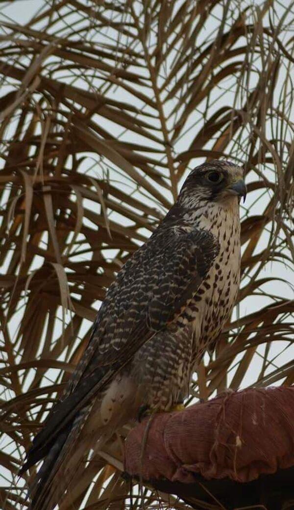 طيور جارحة في ليبيا طيور جارحة في ليبيا - سبوتنيك عربي