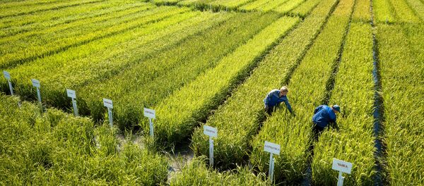 زراعة الأرز في إقليم كراسنودار، روسيا - سبوتنيك عربي