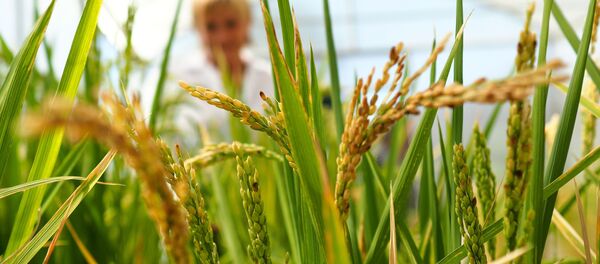 زراعة الأرز في إقليم كراسنودار، روسيا - سبوتنيك عربي