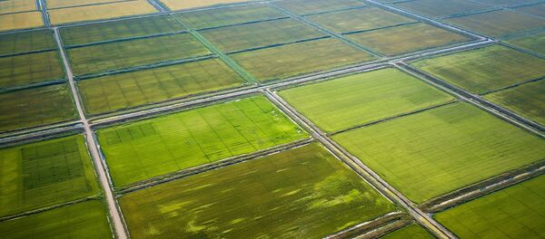 زراعة - سبوتنيك عربي
