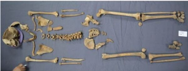 هيكل عظمى - سبوتنيك عربي