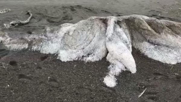 كائن غريب يثير الجدل - سبوتنيك عربي