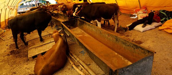 عيد الأضحى - سبوتنيك عربي