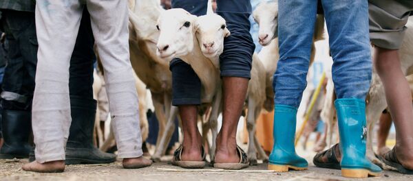 الاحتفال بـ عيد الأضحى في مختلف دول العالم - صنعاء، اليمن 18 أغسطس/ آب 2018 - سبوتنيك عربي