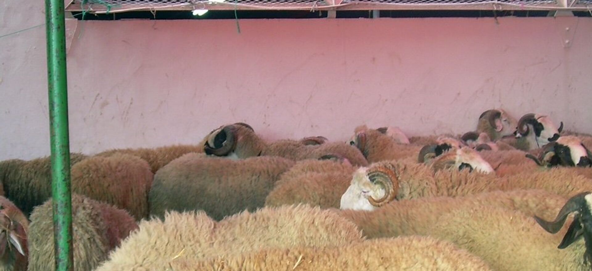 عيد المغرب.. التباهي بحجم الخروف والاقتراض لإتمام فرحة العيد عيد المغرب.. التباهي بحجم الخروف والاقتراض لإتمام فرحة العيد - سبوتنيك عربي, 1920, 11.07.2021