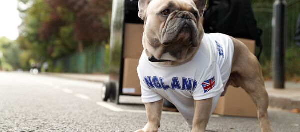 كلب - سبوتنيك عربي