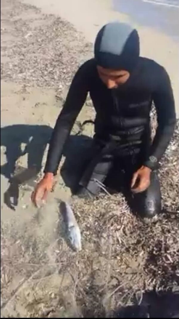 سمكة الأرنب ليبيا  - سبوتنيك عربي