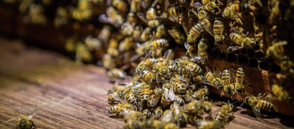 سرب من النحل - سبوتنيك عربي