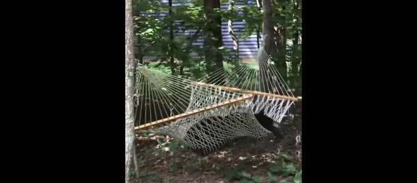 دب يرتاح على أرجوحة بعد يوم شاق - سبوتنيك عربي