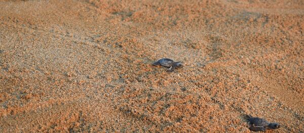 السلاحف الخضراء تنطلق نحو البحر من شاطئ المنصوري في لبنان - سبوتنيك عربي