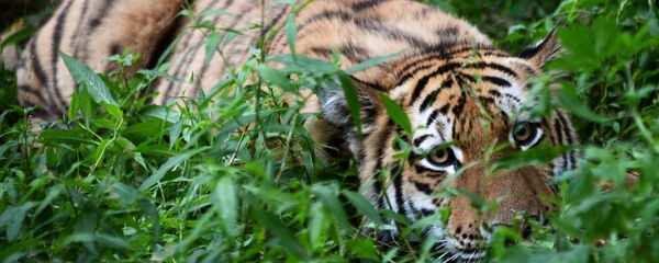 نمر الآمور - سبوتنيك عربي