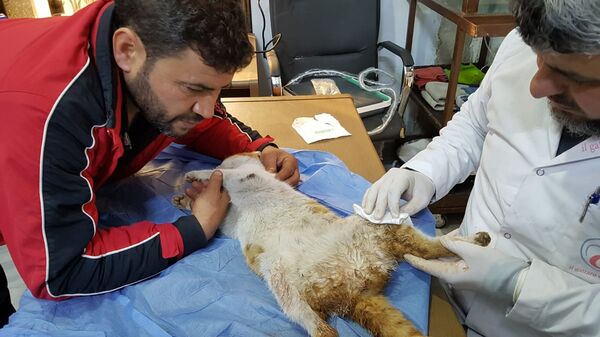 محمد علاء الجليل في العيادة للحيوانات محمد علاء الجليل في العيادة للحيوانات - سبوتنيك عربي