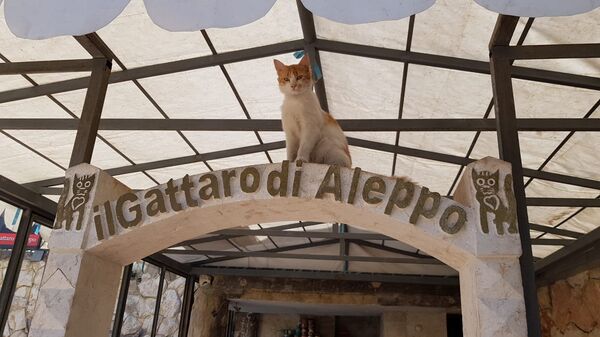 محمية القطط في حلب محمية القطط في حلب - سبوتنيك عربي