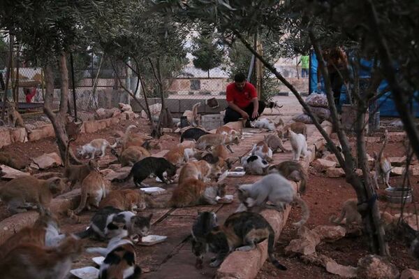 وقت الطعام في محمية القطط في حلب وقت الطعام في محمية القطط في حلب - سبوتنيك عربي