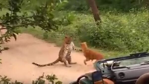 مواجه بين كلب ونمر - سبوتنيك عربي