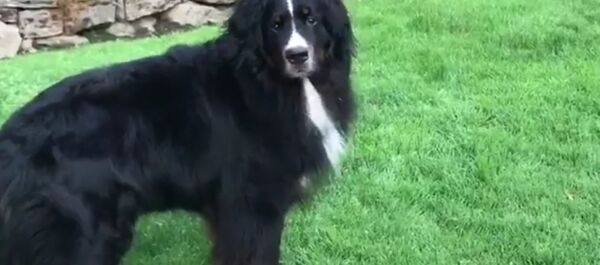 كلب - سبوتنيك عربي