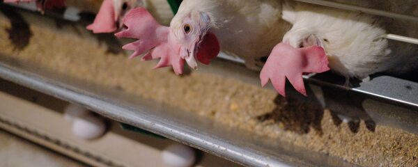 دجاج دجاج - سبوتنيك عربي