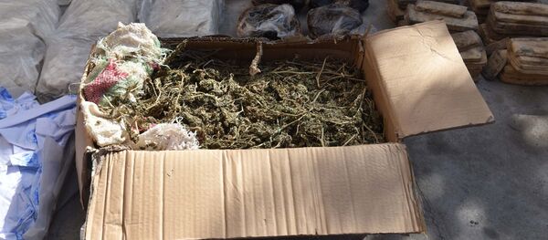 ماريغوانا - سبوتنيك عربي