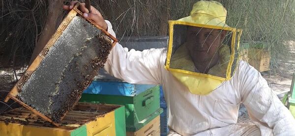 عسل النحل الليبي - سبوتنيك عربي