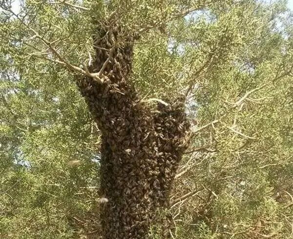 عسل النحل الليبي - سبوتنيك عربي