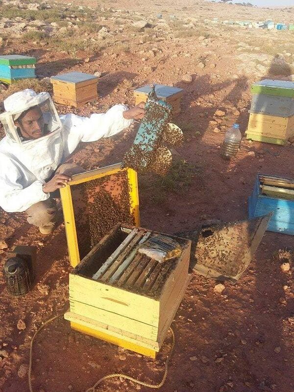 عسل النحل الليبي عسل النحل الليبي - سبوتنيك عربي
