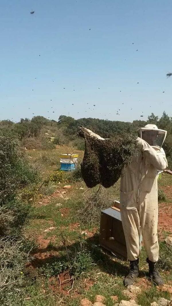 عسل النحل الليبي عسل النحل الليبي - سبوتنيك عربي