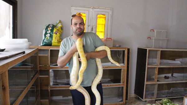 رجل يربي الزواحف في قرية مصرية رجل يربي الزواحف في قرية مصرية - سبوتنيك عربي