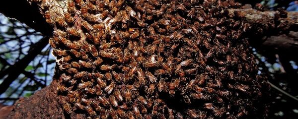 نحل بري - سبوتنيك عربي