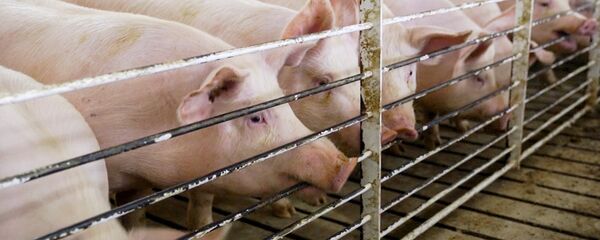 خنازير خنازير - سبوتنيك عربي