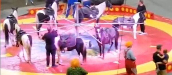 جمل هائج في سيرك - سبوتنيك عربي