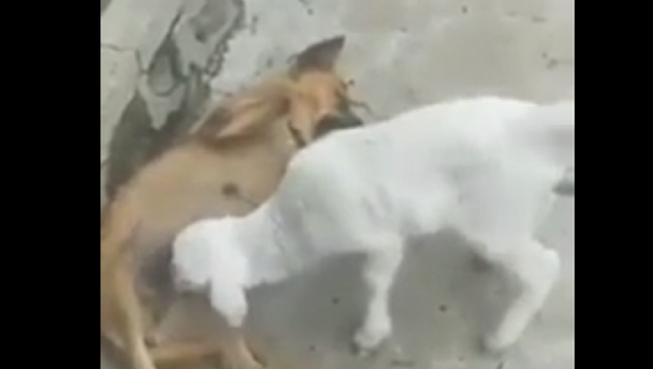 حمل صغير يهاجم كلبة بعدوانية ليرضع من ثديها - سبوتنيك عربي