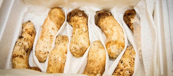 هدية من كيم حون أون إلى الرئيس الكوري الجنوبي هدية من كيم حون أون إلى الرئيس الكوري الجنوبي - سبوتنيك عربي