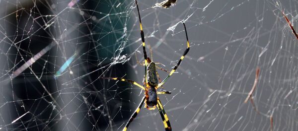 آلاف العناكب تجتاح أحد شواطئ اليونان - سبوتنيك عربي