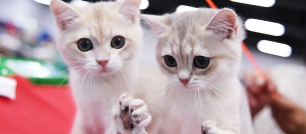 قطط من فصيلة بريطانية خلال المعرض  الدولي زفيزدا 2018 للقطط في موسكو - سبوتنيك عربي