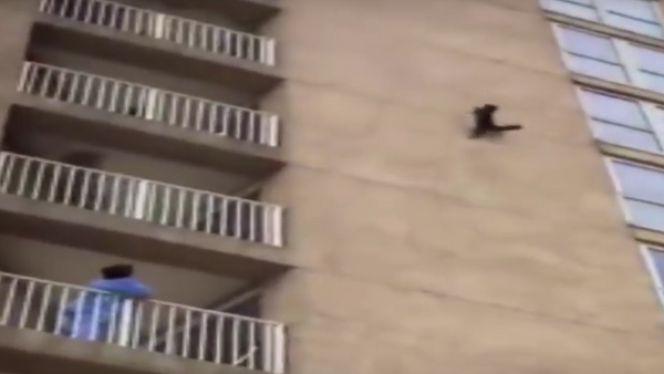 راكون يقفز من الطابق التاسع - سبوتنيك عربي